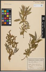 Foto von Salix alba L.